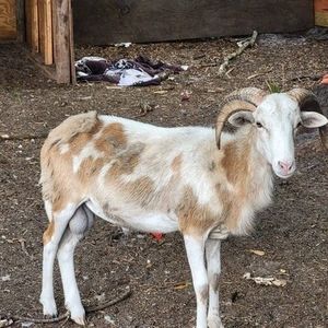 Meet your Posher, Liza